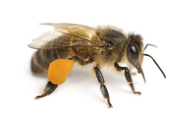 Heimische Honigbiene